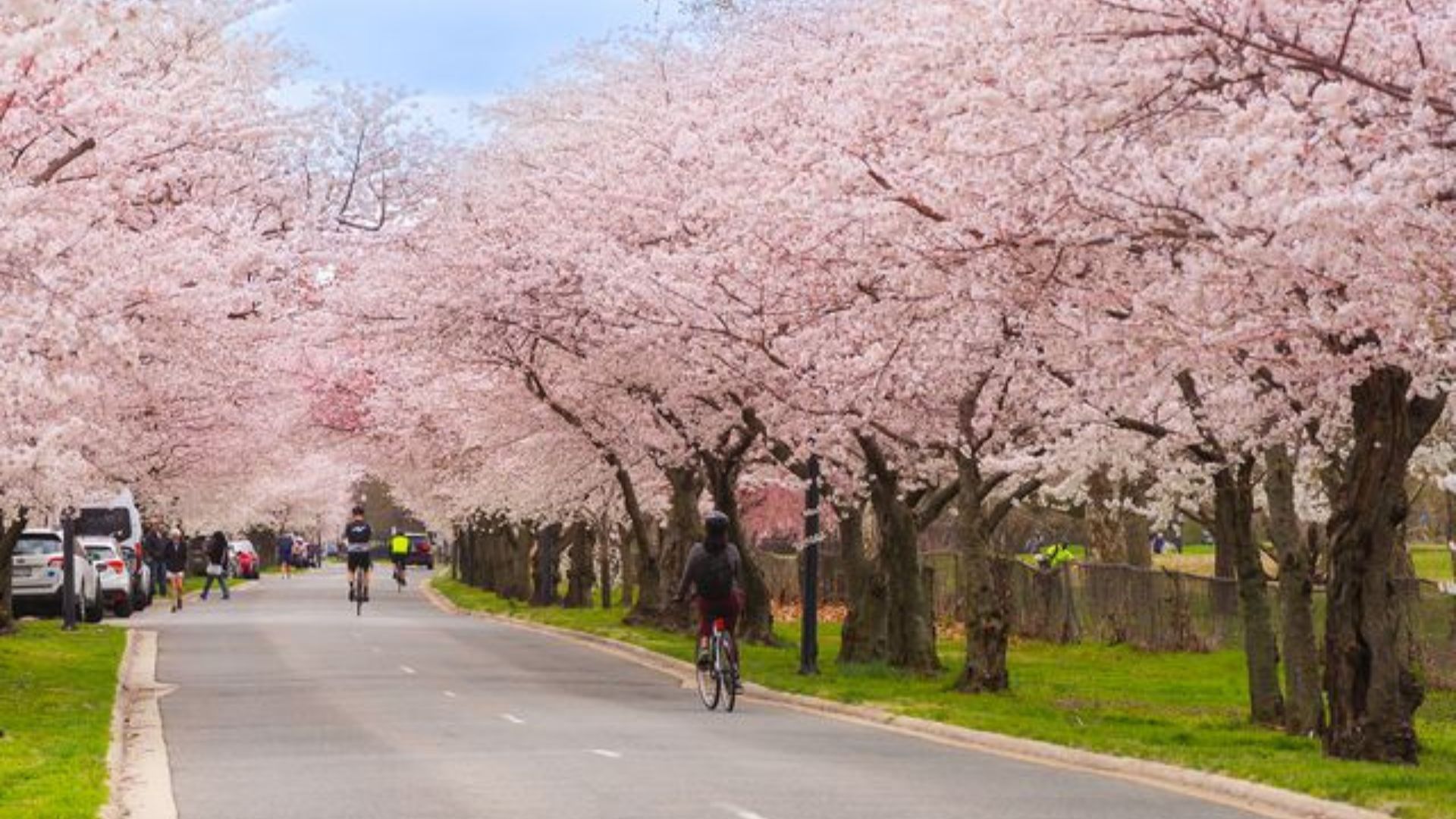This Is When Cherry Blossoms In Washington DC Will Peak