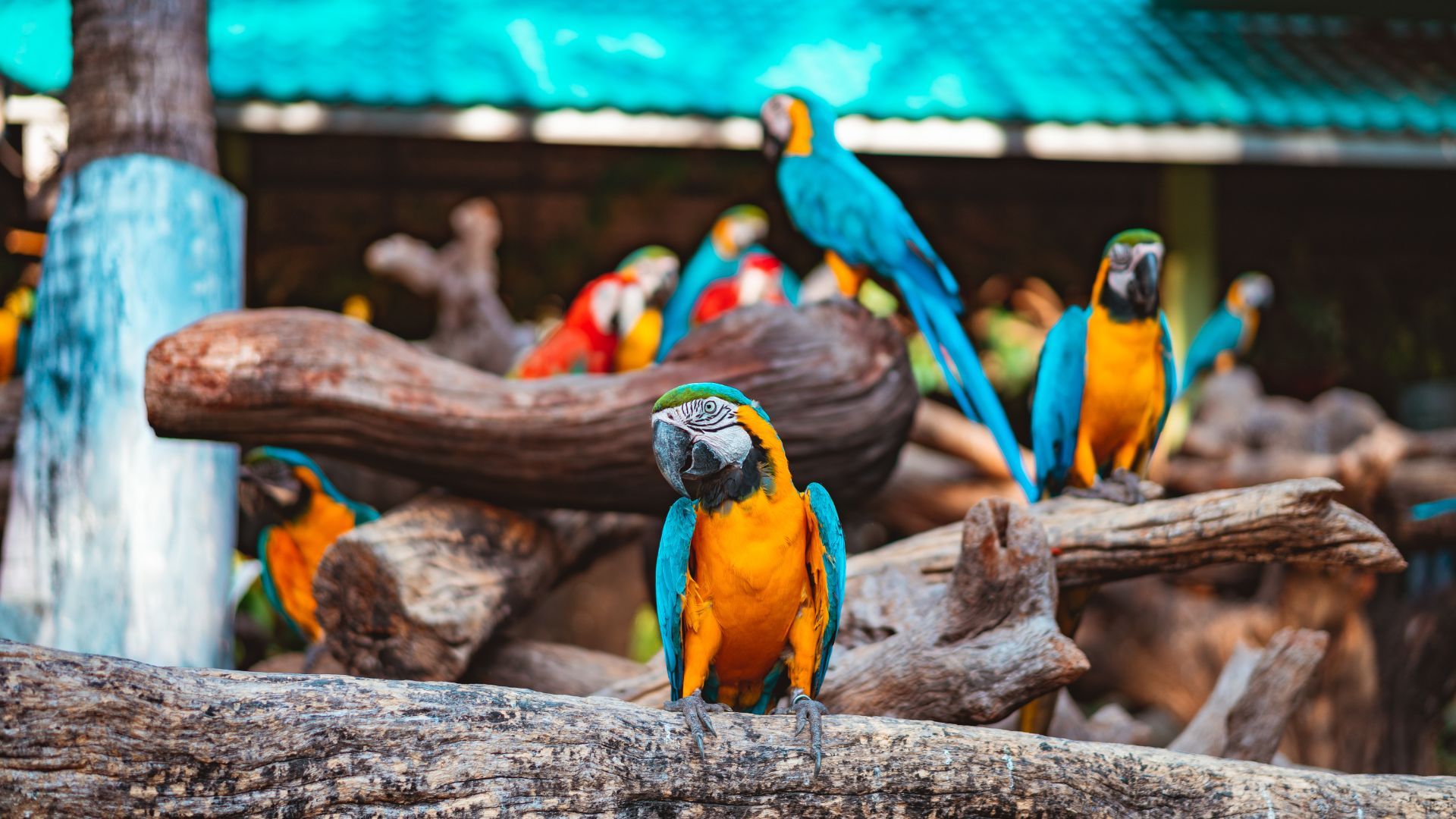 Colourful parrots in safari world - The Best Time To Visit Bangkok