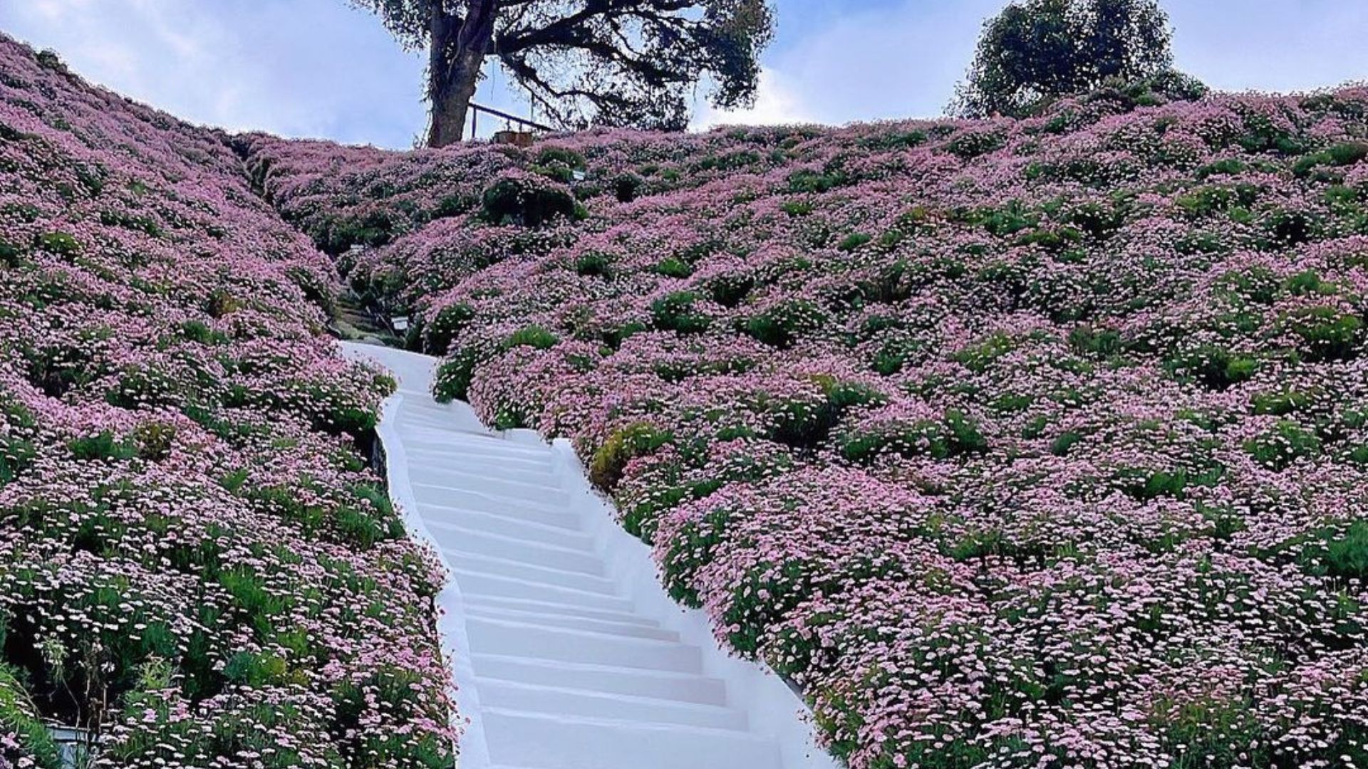 An Ultimate Guide To Visit Cameron Highlands Flora Park Malaysia 2024