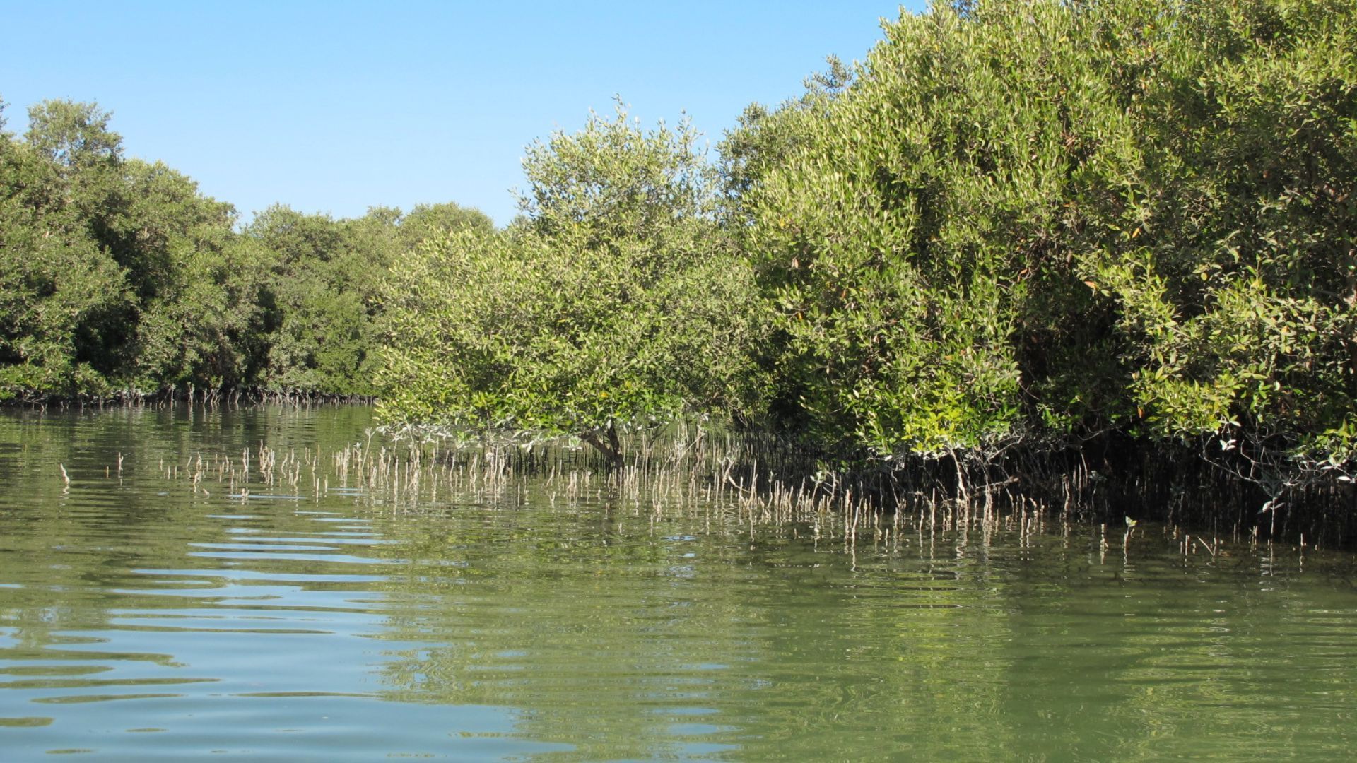 Mangroves of Abu Dhabi