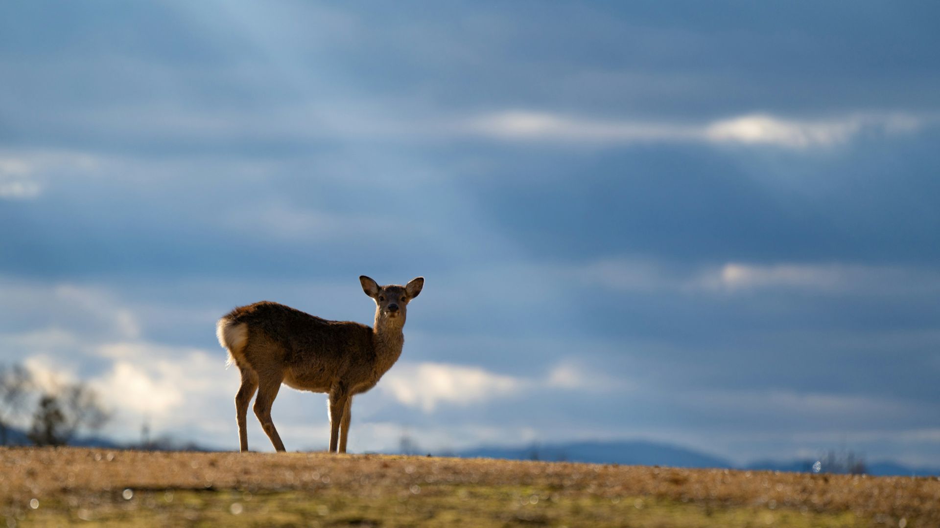 Nara, Japan