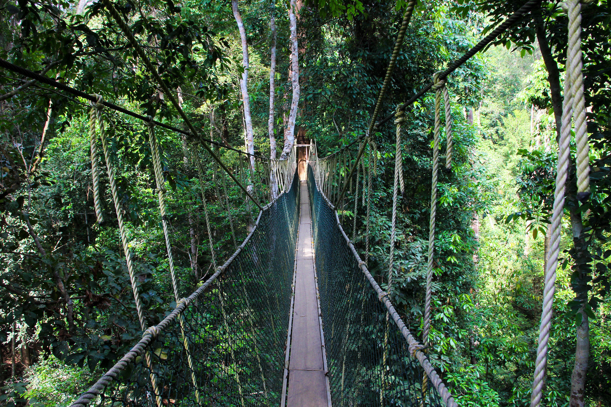 Taman Negara National Park - Malaysia