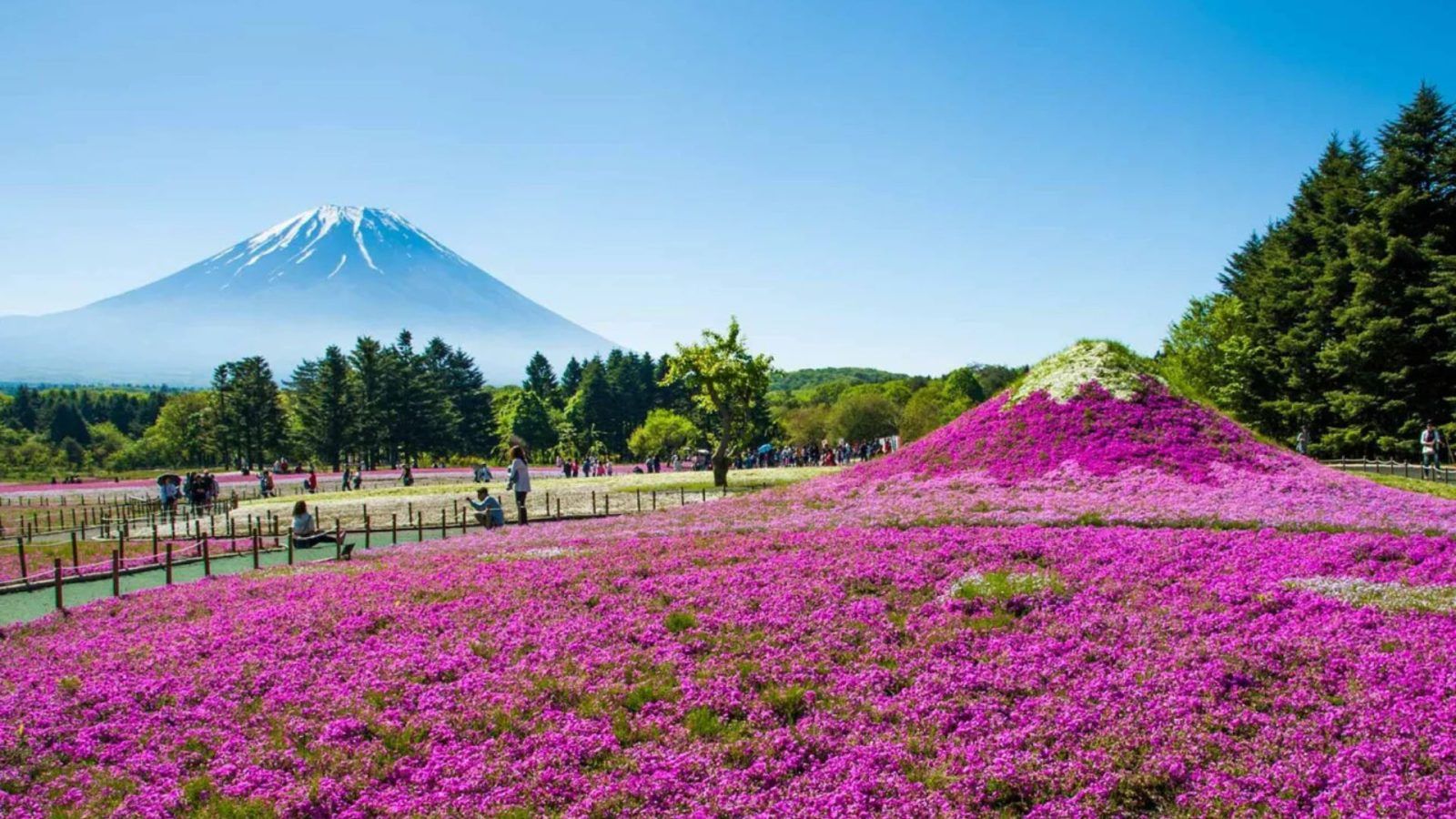 Fuji Shibazakura Festival 2025: A Sea Of Pink Blossoms Near Mount Fuji