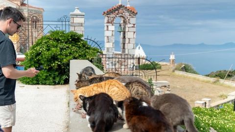 Love Cats? This Gorgeous Greek Island Will House You For Free If You Help Them