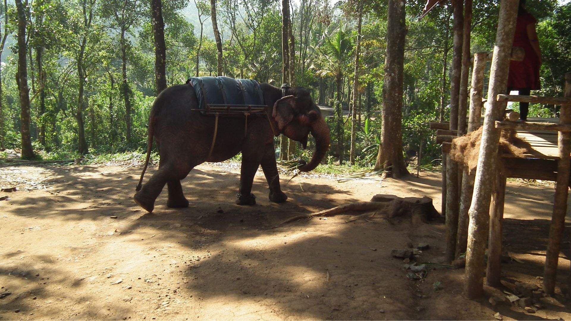 Thekkady: Why Travellers Keep Returning To Kerala’s Wild Heartbeat