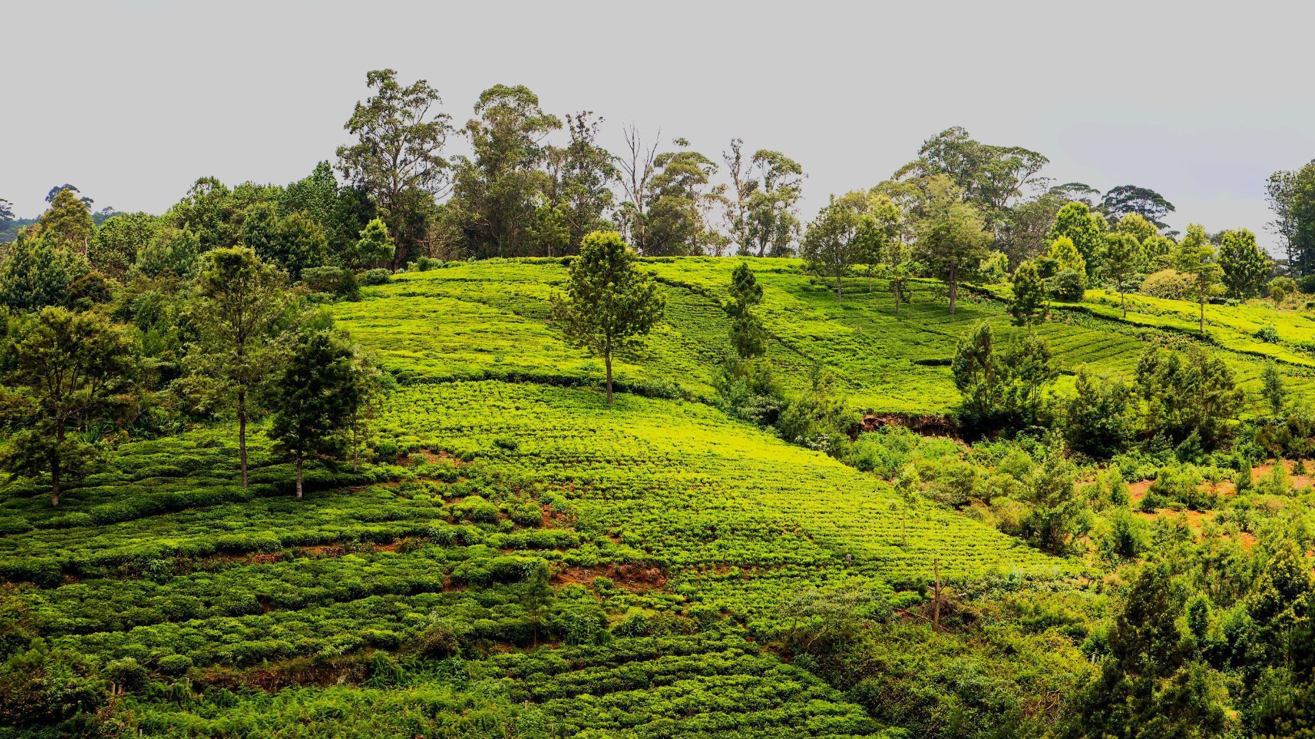 Honeymoon Destinations In India