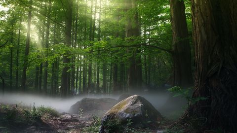 most beautiful forest in the world images