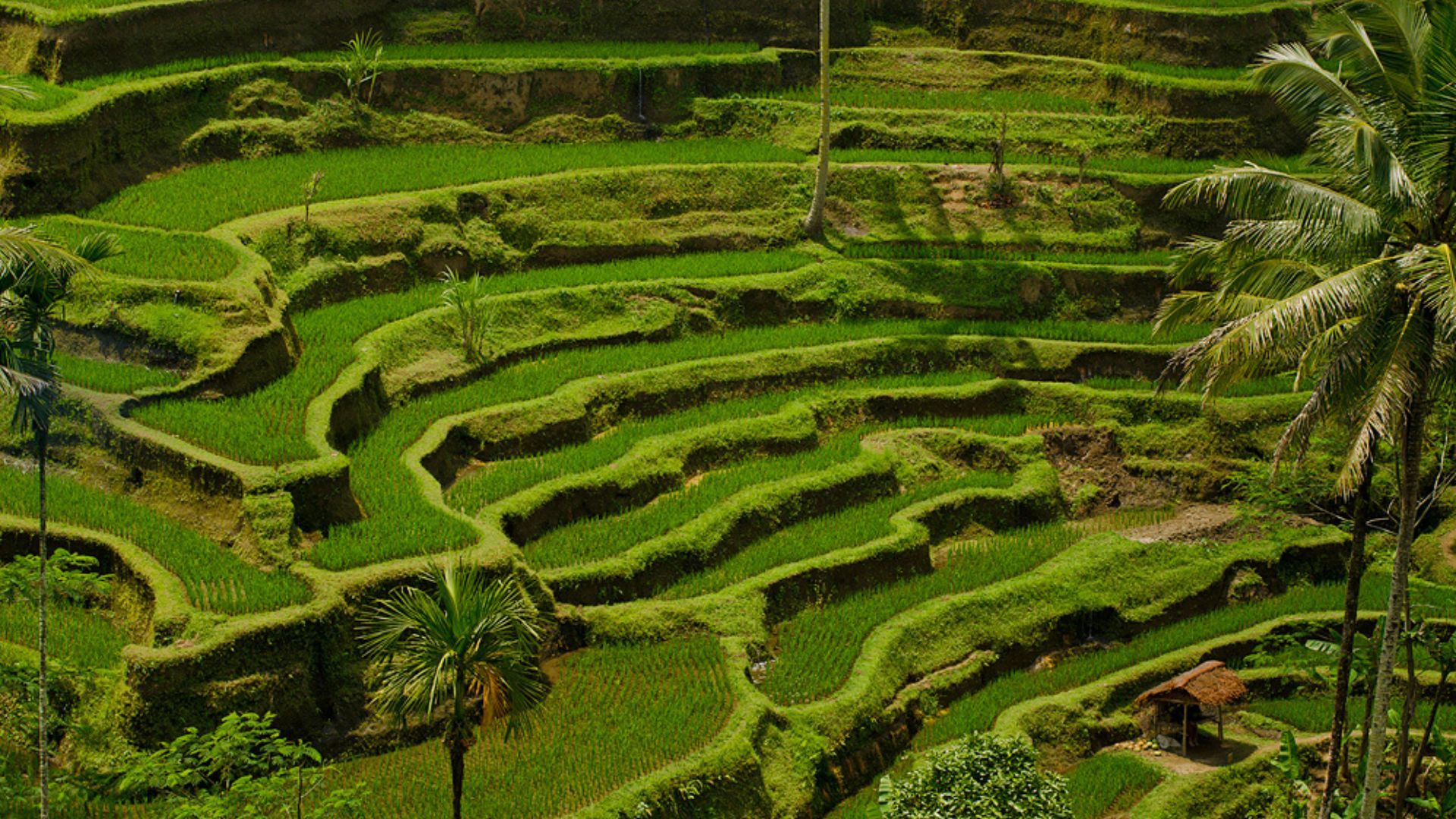 Bali Trip All You Need To Know About This Tropical Paradise
