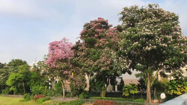 In Pictures: Singapore’s ‘Cherry Blossoms’ Have Painted The Island Pink And White