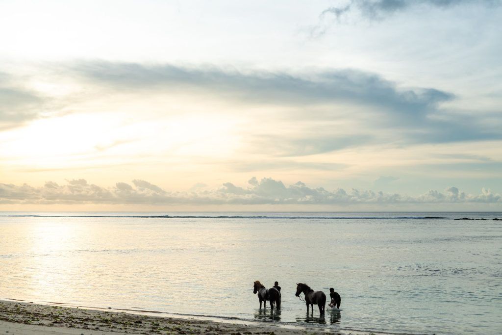 Sandalwood Sumbanese Ponies