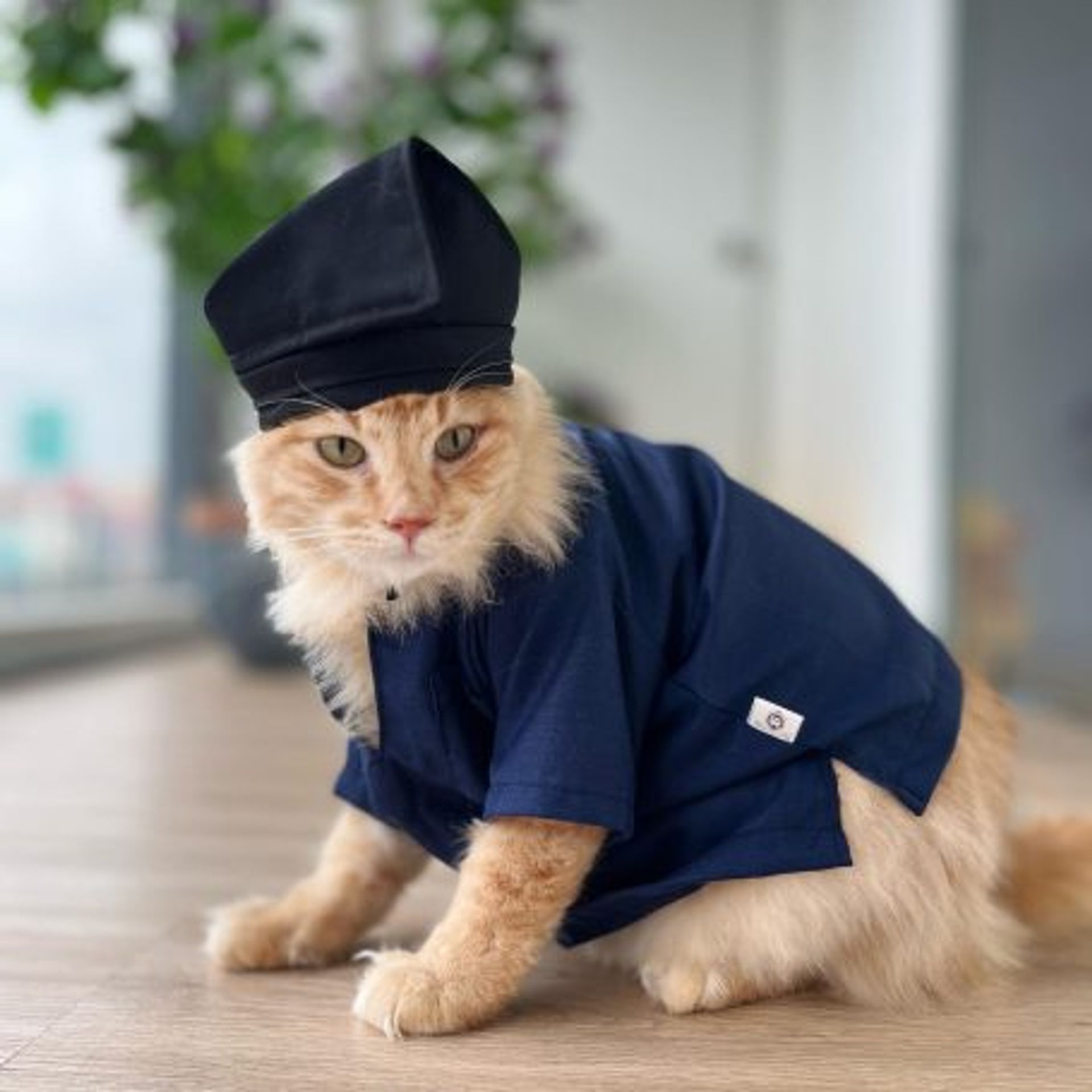 The Best Cat Cafes In KL For Good Food And The Cutest Cats Today