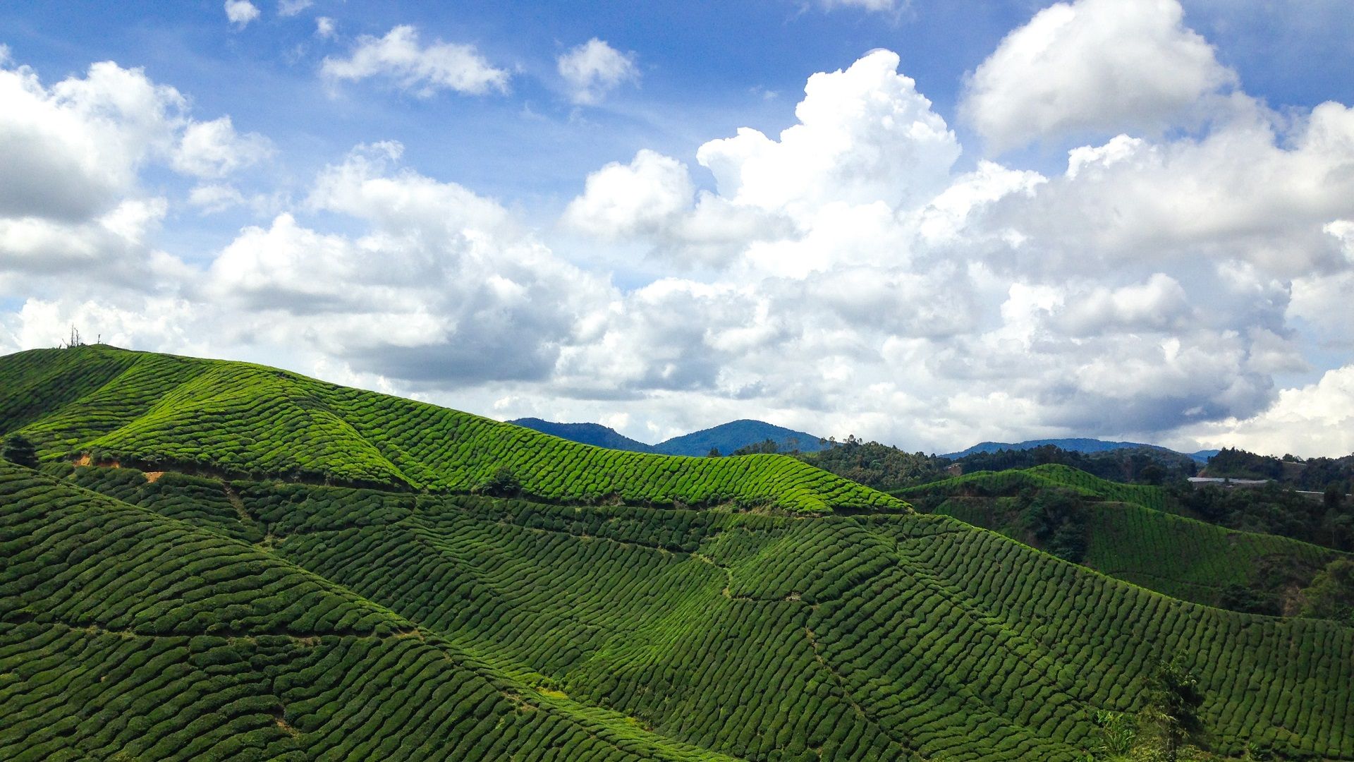 Cameron Highlands: The Ultimate Guide You Need Right Now [2024]