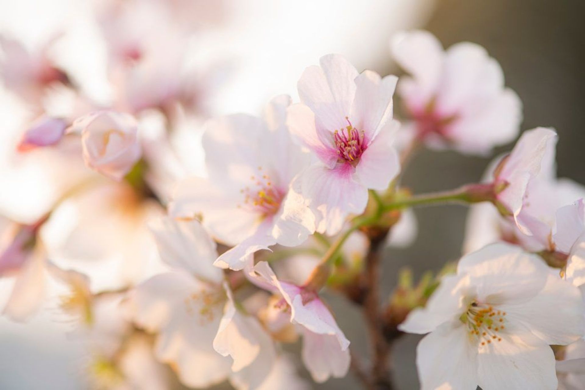 It’s Sakura Season! Here Are 5 Tips to Avoiding Tourist Gridlock in Japan