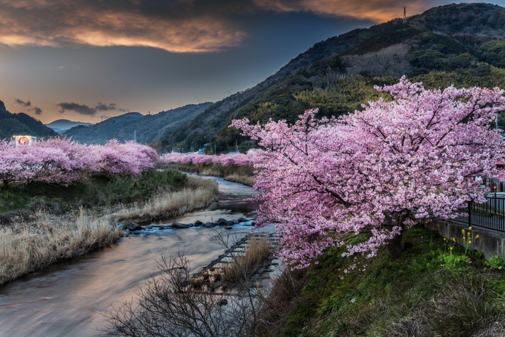 日本樱花与夕阳