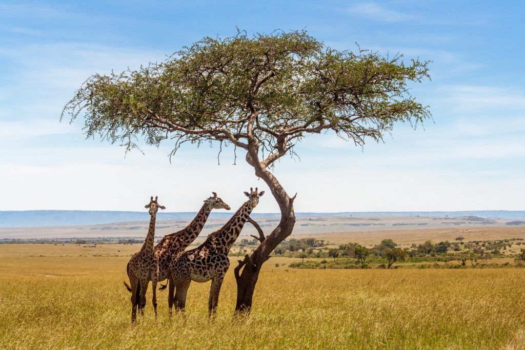 南非的长颈鹿也能拍出漂亮的家庭照片