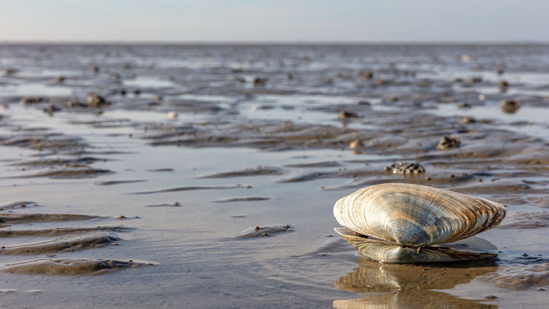 Wadden These Are The Most Beautiful Places To Visit In The Netherlands