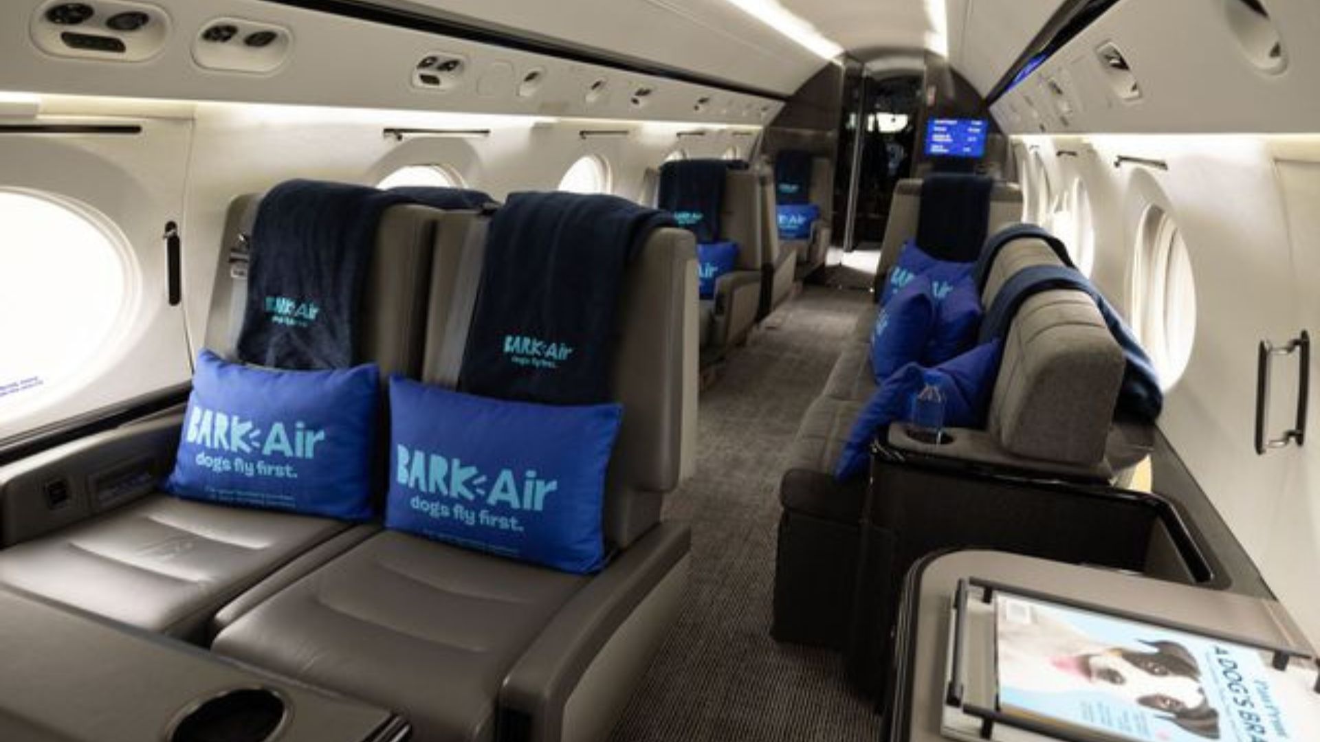 为狗狗提供的航空公司