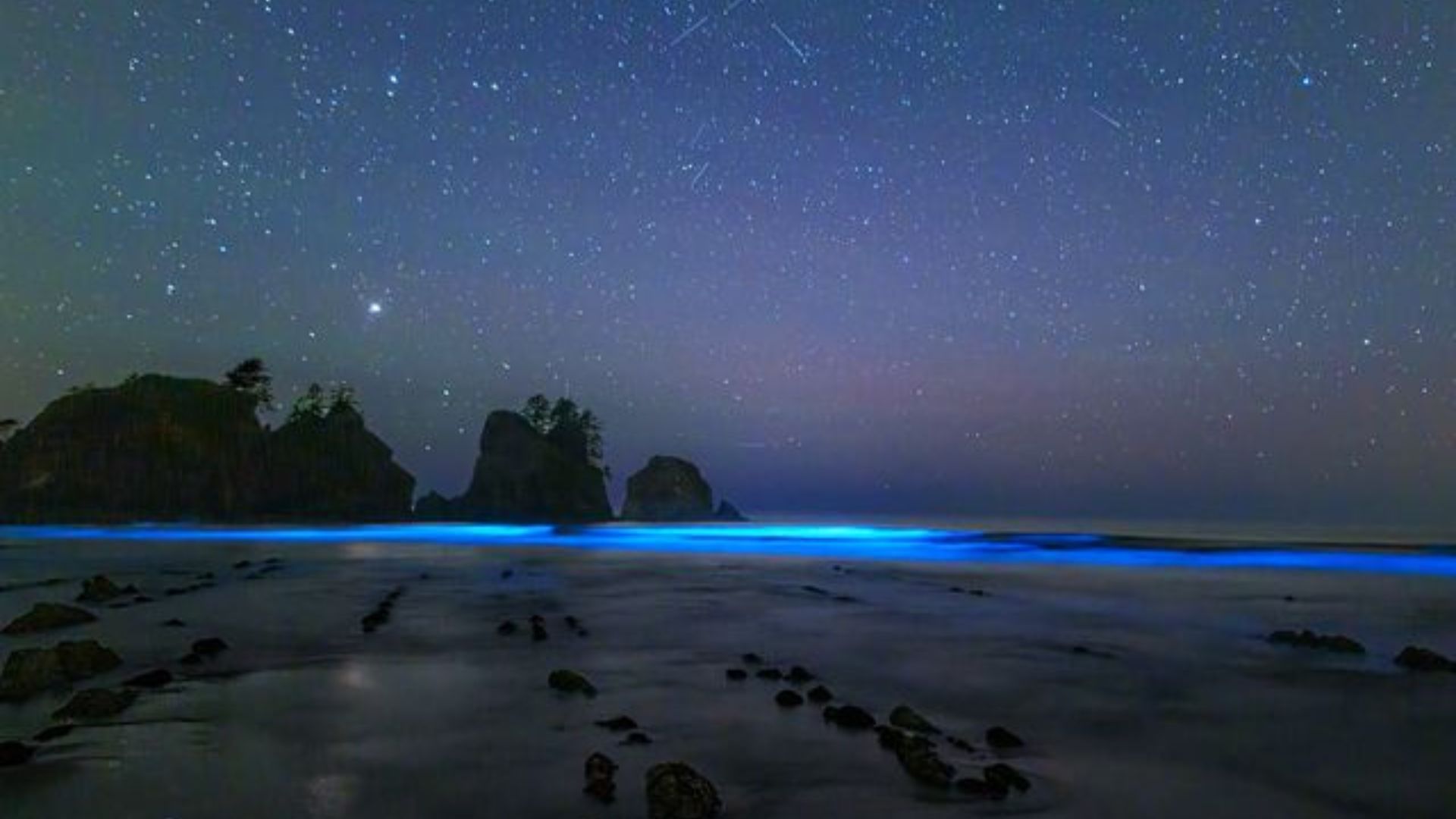 Kitsap Peninsula In Washington Has The Most Stunning Bioluminescence