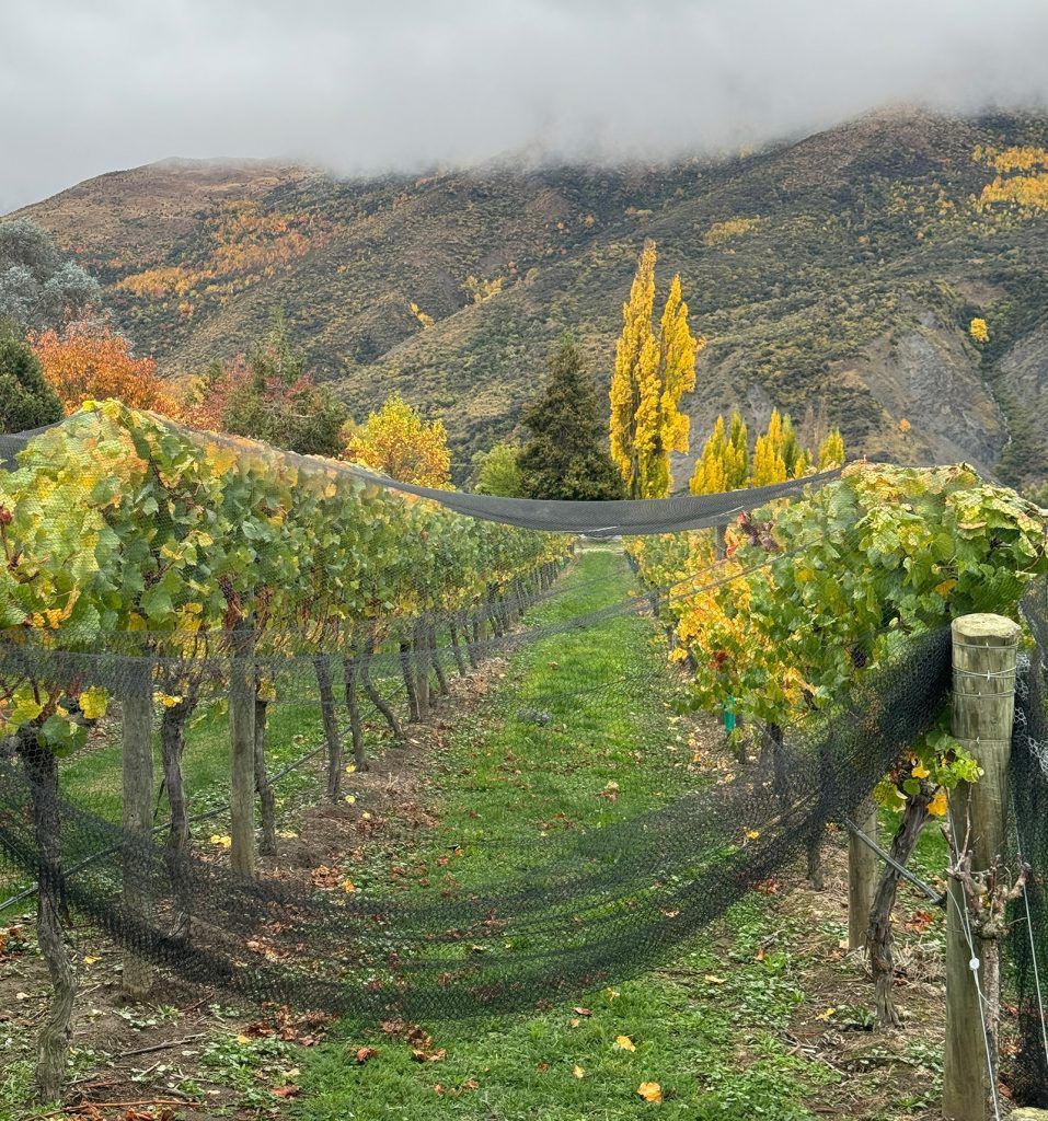 Misty vines at Queenstown winery Gibbston Valley