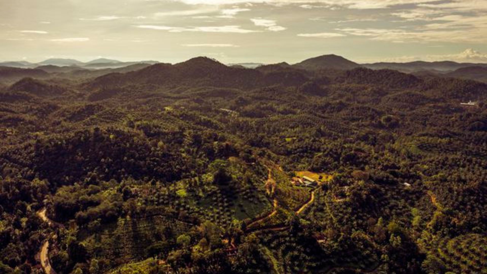 The Kanneliya rain forest 