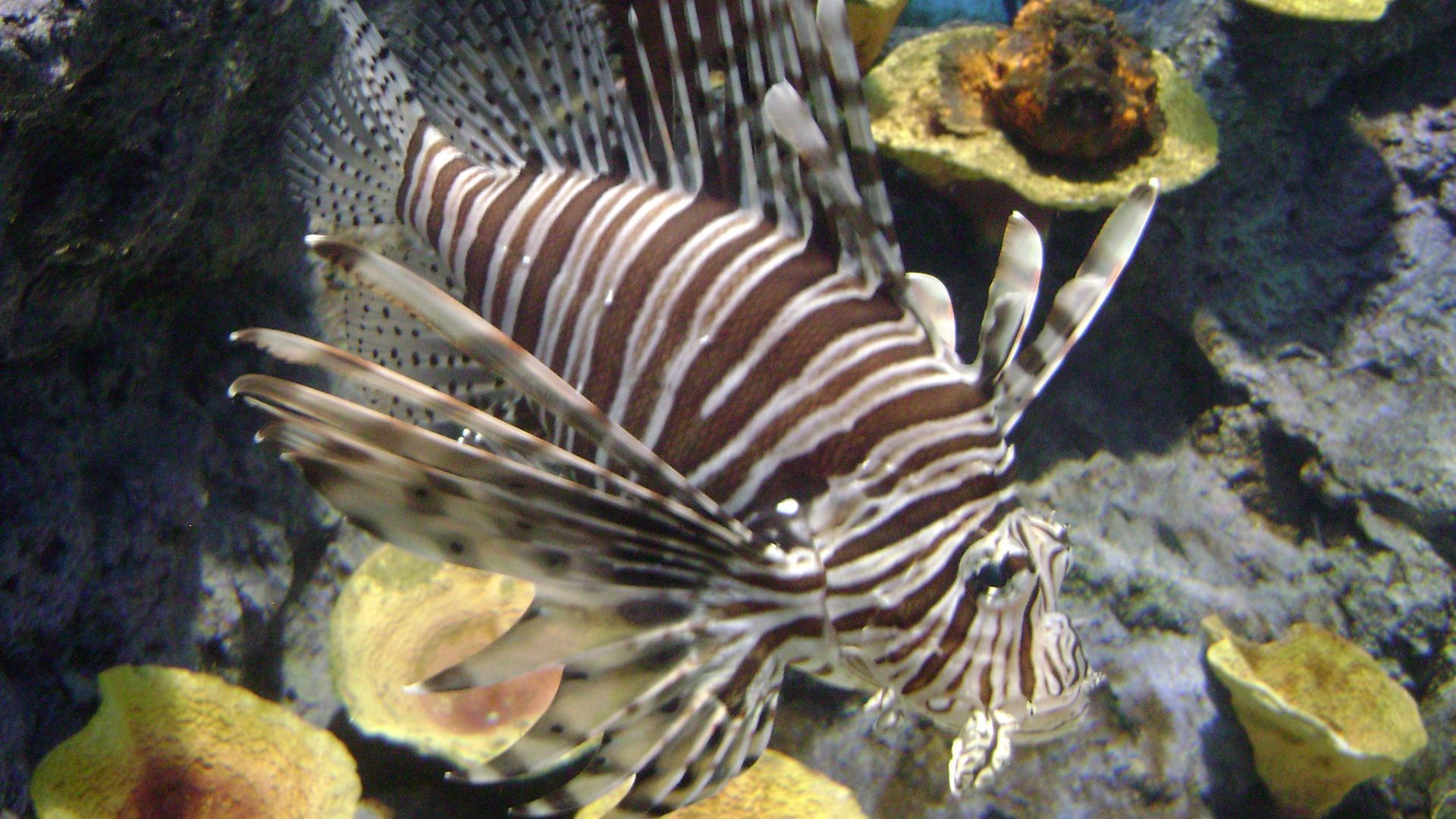 lionfish
