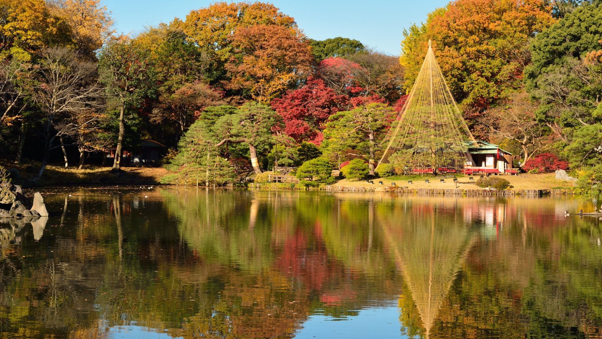 fall foliage in Japan