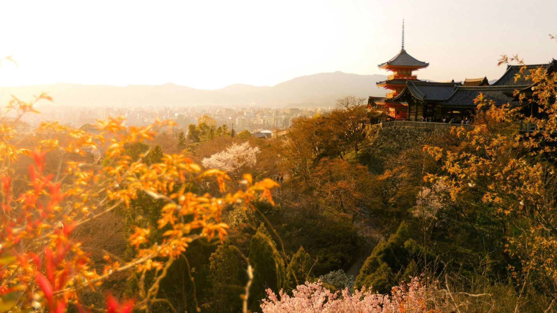 fall foliage in Japan