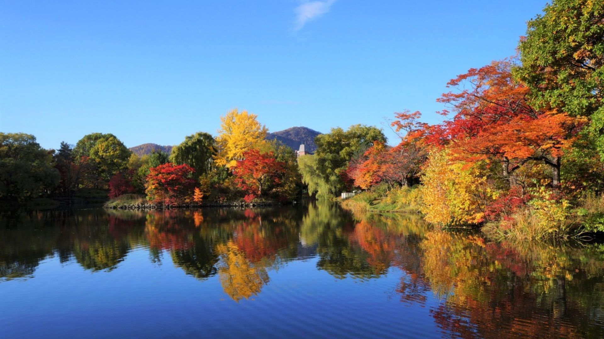 fall foliage in Japan