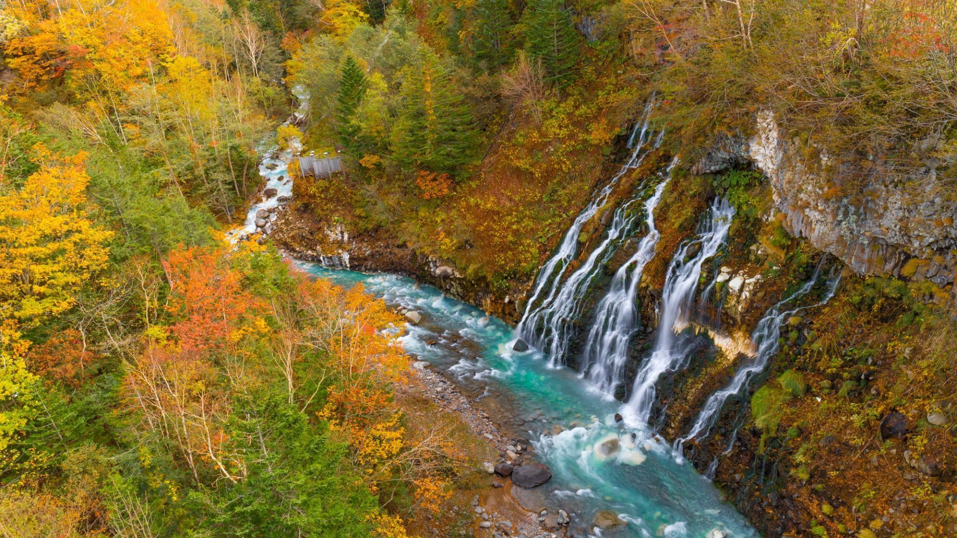 fall foliage in Japan